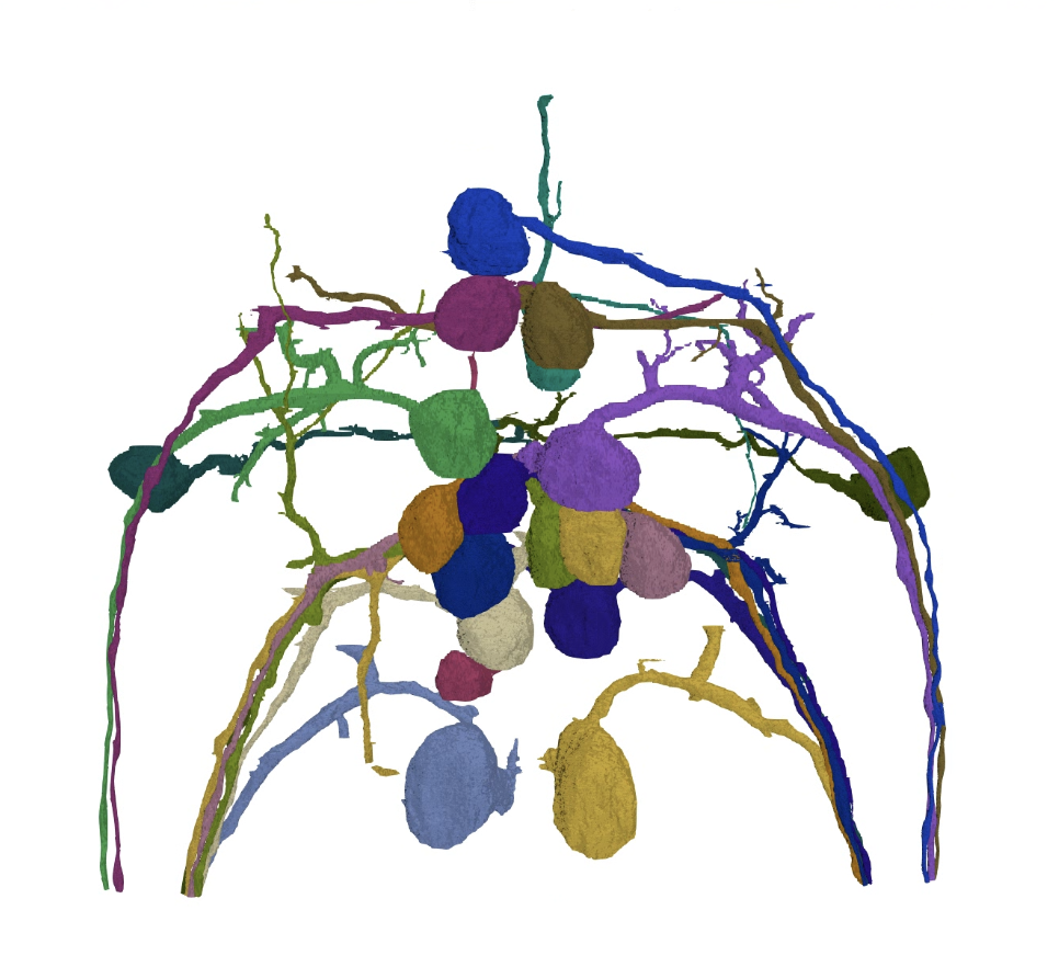 Neuron render overview view