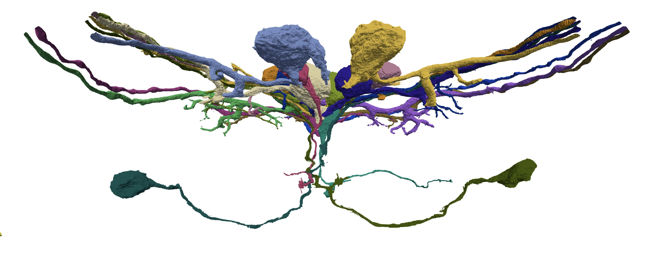 Neuron render detail view